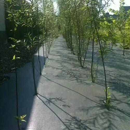 闃茶崏甯?4 闃茶崏甯?4